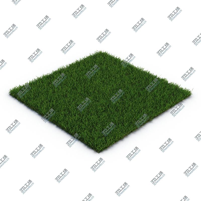 images/goods_img/202104091/Centipede Warm Season Grass/5.jpg